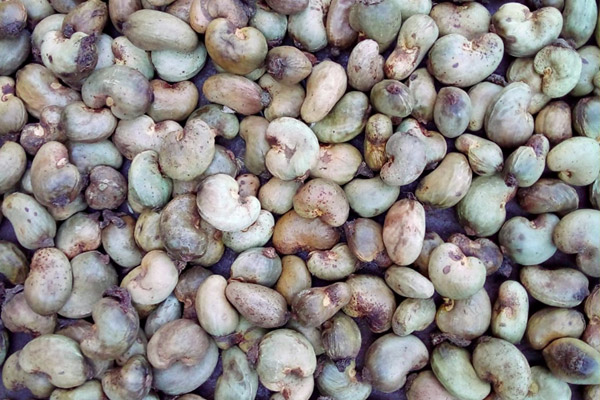 Cashew Drying